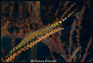 Shrimp by Nonna Pokras 